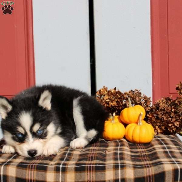 Lavender, Pomsky Puppy